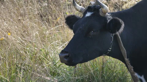 Cow in the meadow. close-up, slow motion. Symbol of 2021. Stock Footage 149430358