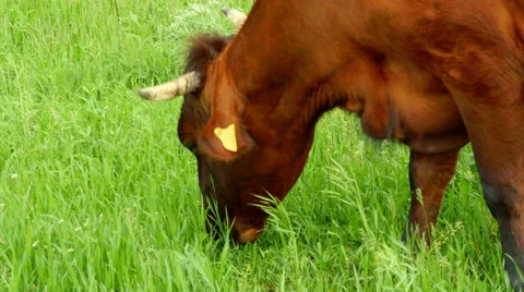 Cow in the meadow crop Stock Footage 50059986