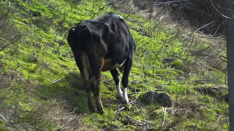 Cow on the meadow Stockbeeldmateriaal 995455