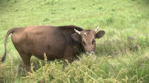 Cow on the meadow Video stock 7906294