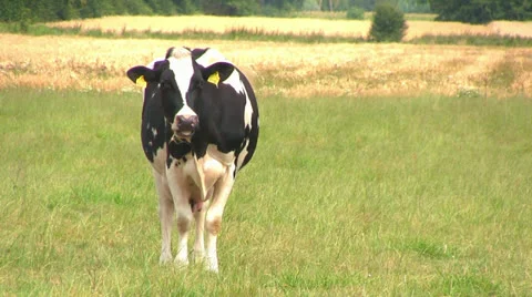 Cow in the meadow 库存影片 26212088