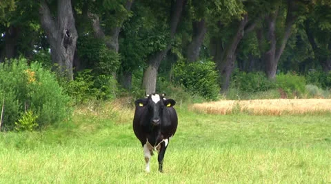 Cow on the meadow 库存影片 26213909