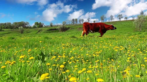 Cow on meadow Stock Footage 32288951