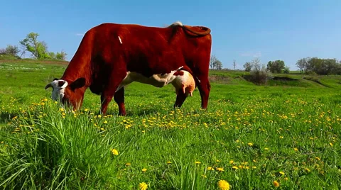 Cow on meadow Stock Footage 32288972