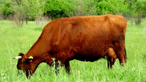 Cow in the meadow Stock Footage 50059950