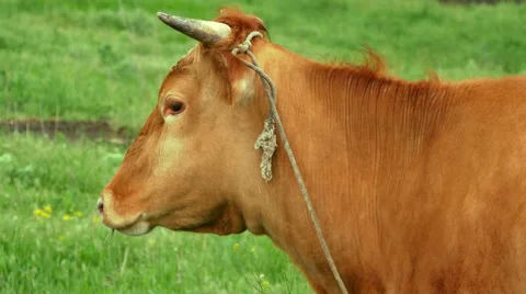 Cow in the meadow Stock Footage 50060116