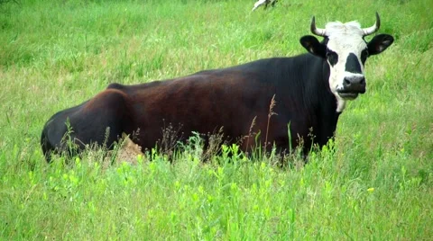 Cow in the meadow Stock Footage 51054402