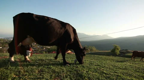 Cow in the meadow Stock Footage 54366561