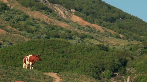 Cow in the meadow Stock-Footage 54576996