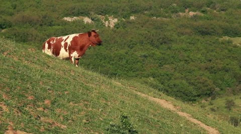 Cow in the meadow Stock Footage 54577058