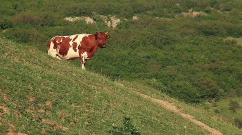 Cow in the meadow Stock Footage 54577070
