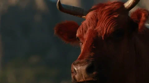 Cow in a meadow Stock Footage 54953419