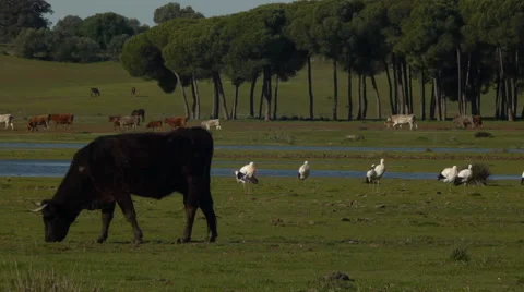 Cow in the meadow Stock Footage 59323619