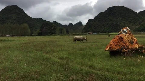 Cow on the meadow Stock Footage 82117858