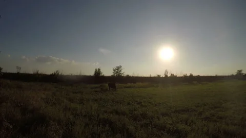 Cow on meadow Stock Footage 85806383