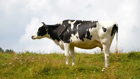 Cow on a meadow Stock Footage 98565668