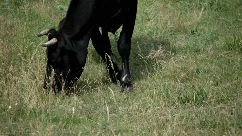 Cow in a meadow Stock Footage 100557460