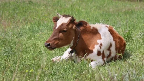 Cow in the meadow Stock Footage 107396524