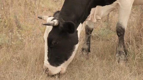 Cow in the meadow Video stock 130655013