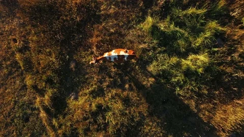 Cow in the meadow Stock Footage 139889162
