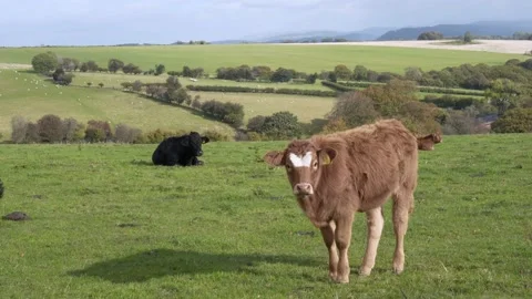 Cow on the meadow Stock-Footage 163899895