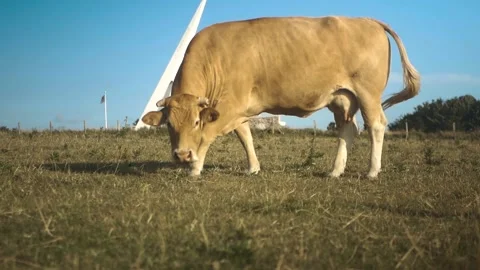 Cow on a meadow Stock Footage 173560419