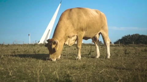 Cow on a meadow Stock Footage 173560528
