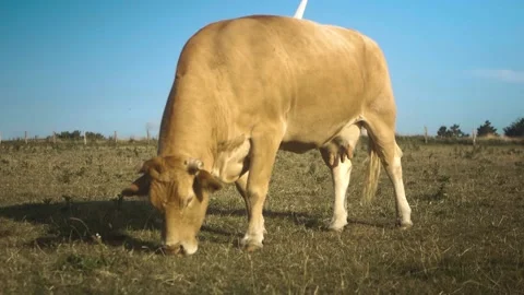 Cow on a meadow Stock Footage 173560540