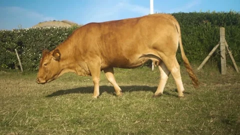 Cow on a meadow Stock Footage 173560544