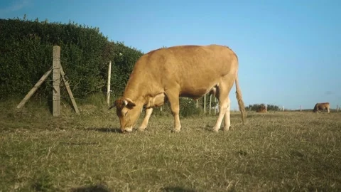 Cow on a meadow Stock Footage 173560551