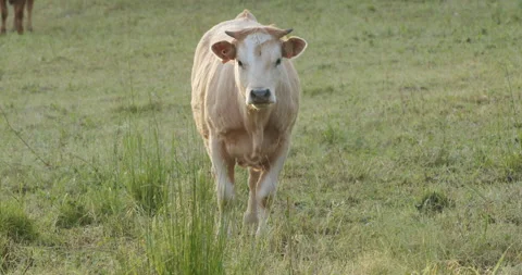 Cow in meadow Stock Footage 196971097