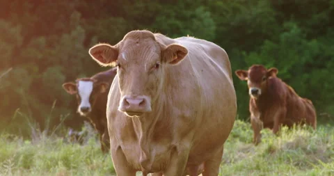 Cow in meadow Stock Footage 196984236