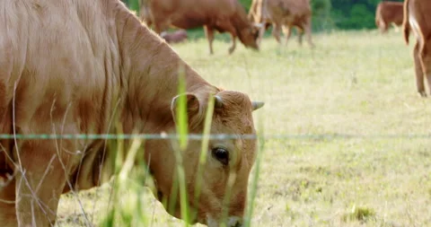 Cow in meadow Stock Footage 196984435