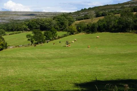 Cow Meadow in Ireland Stock Photos