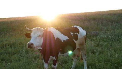 Cow on a meadow looking to the camera and then scratching its ear at sunset rays Vídeos de archivo 113742711
