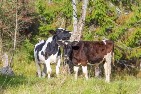 Cow on a meadow Foto stock