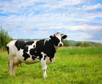 Cow on meadow Stock Photos