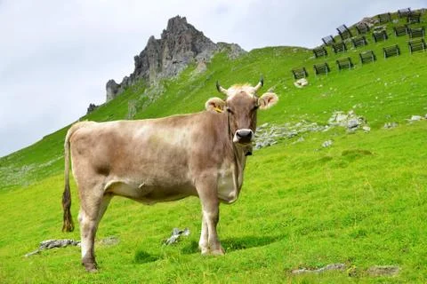 Cow in the meadow. Foto stock