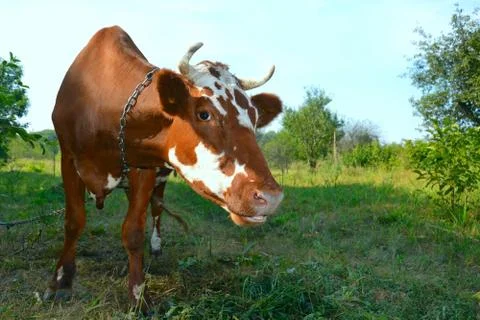 Cow on meadow  Stock Photos