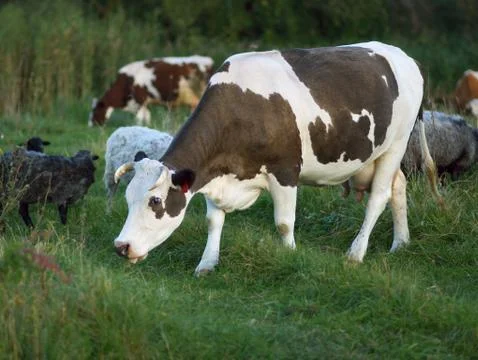 Cow on a meadow 스톡 사진