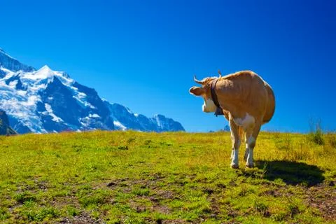 Cow on meadow Stock Photos
