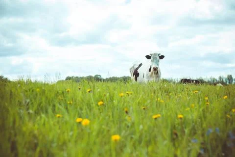 Cow in the meadow Stock Photos