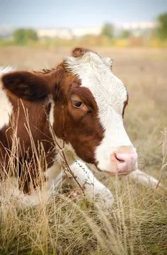 Cow in the meadow Stock Photos