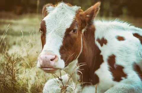 Cow in the meadow Stock Photos