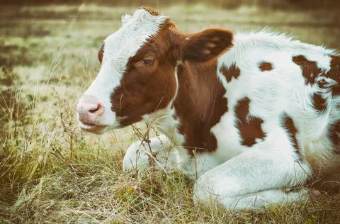 Cow in the meadow Stock Photos