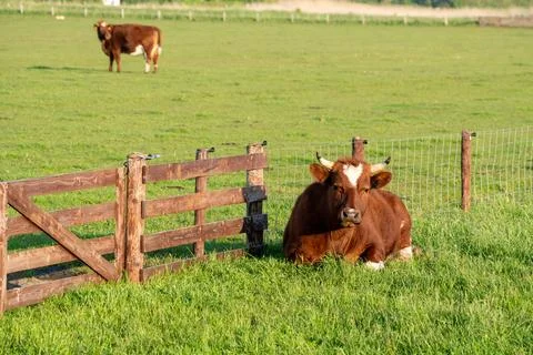 Cow on the meadow Stock Photos