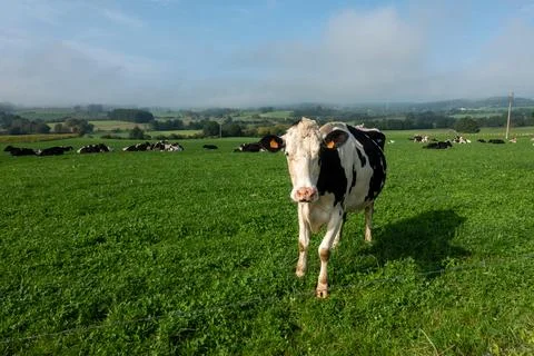 Cow on a meadow Stock Photos