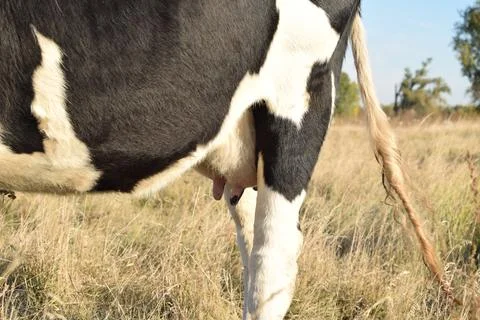 A cow at the meadow Stock Photos