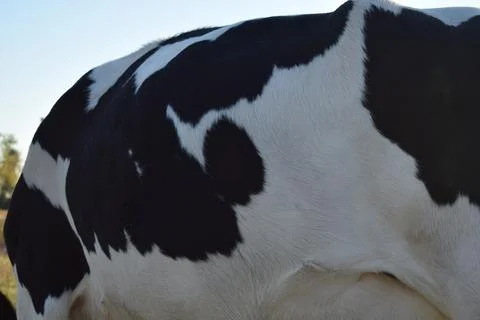A cow at the meadow Stock Photos