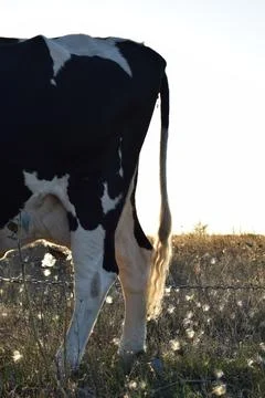 A cow at the meadow Stock Photos
